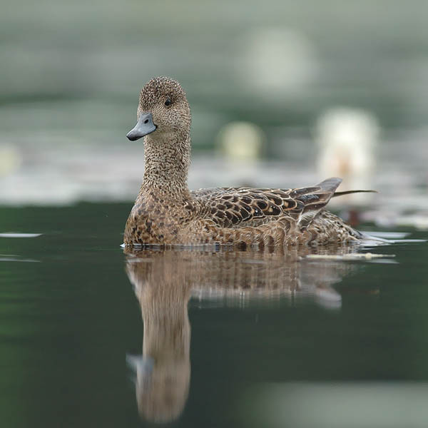 Haapana, Eurasian Wigeon, Anas penelope